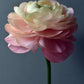 May Ranunculus