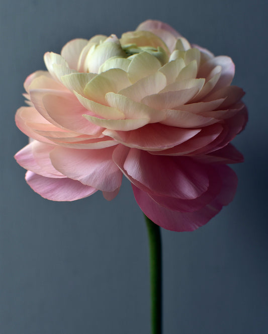 May Ranunculus